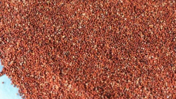 Ragi Minimum Support Prices: Purchase Of Ragi With Support Price From Tomorrow In Bengaluru Rural