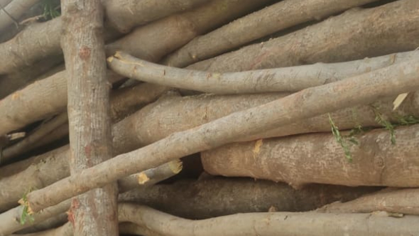 Trees Destruction near Thermal Power Plant RTPS