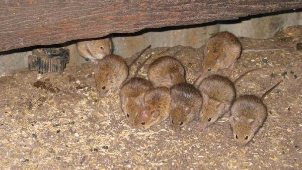 Madhya Pradesh cops Punishment to rat for drinking seized liquor