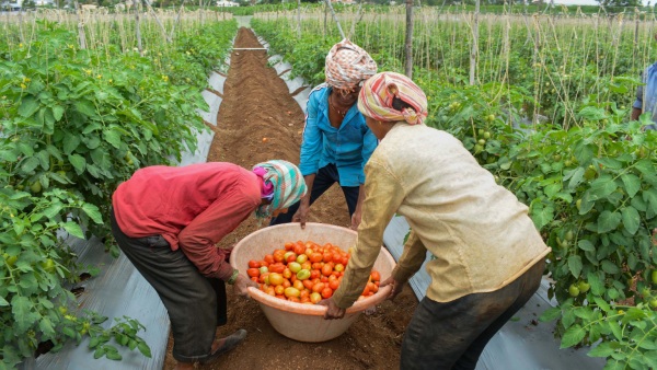 researchers-develop-innovative-tomato-variety