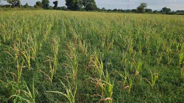 Sainika Hulu For Crop Tips For Farmers To Control
