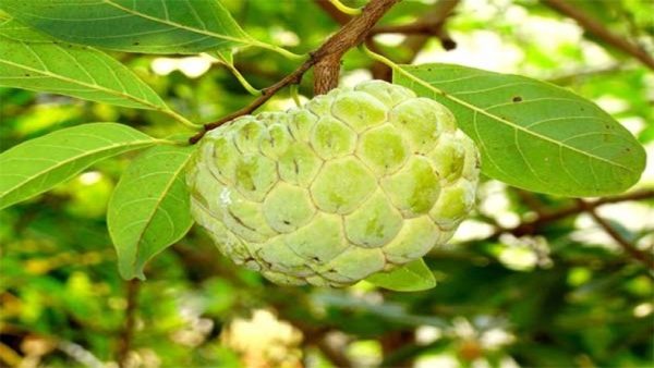 sitafal-leaves-benefits-for-skin-and-hair