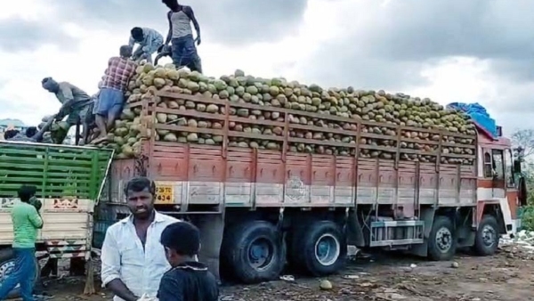 tender-coconut-sale-increasing-in-mandya
