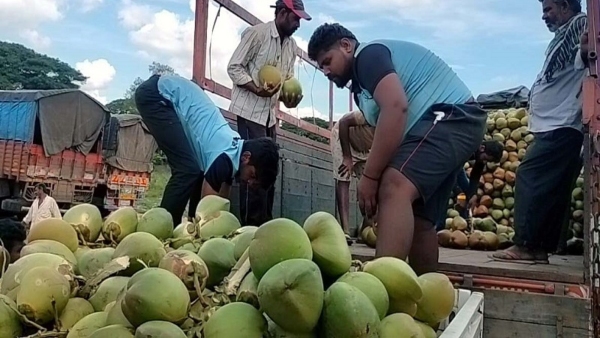 tender-coconut-sale-increasing-in-mandya