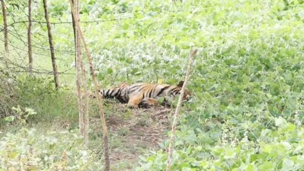 Tiger death in Maddur Colony of Gundlupete Taluk