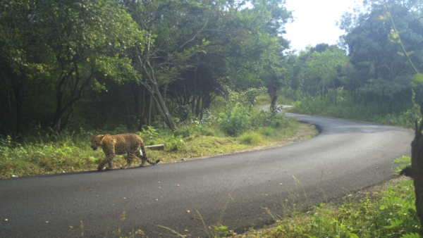 tiger-has-been-found-in-bengaluru-outskirts
