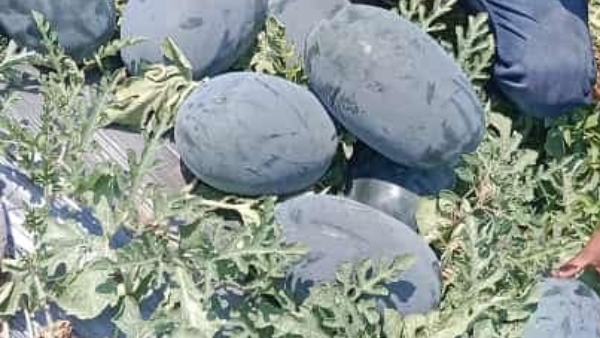 watermelon-cultivation