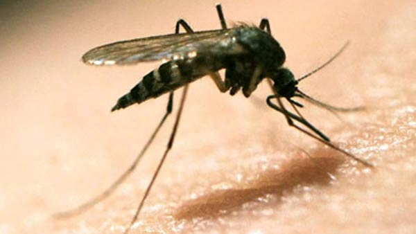 Zika virus detected in Karnataka: Guidelines released by health department Zika virus detected in Karnataka: Guidelines released by health department