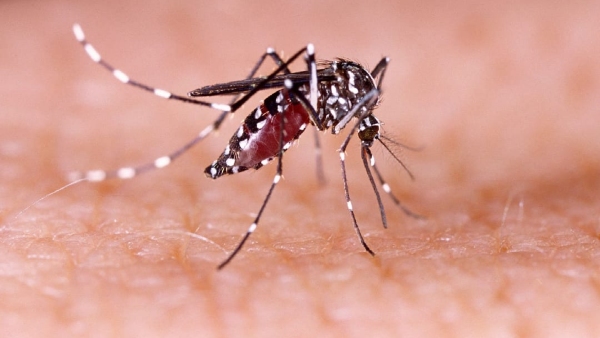 Zika Virus Found In Chikkaballapur