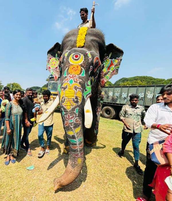 Mysore Dasara Elephant Arjuna Died By Wild Elephant Attack During Forest Dept Operation In Sakleshpur