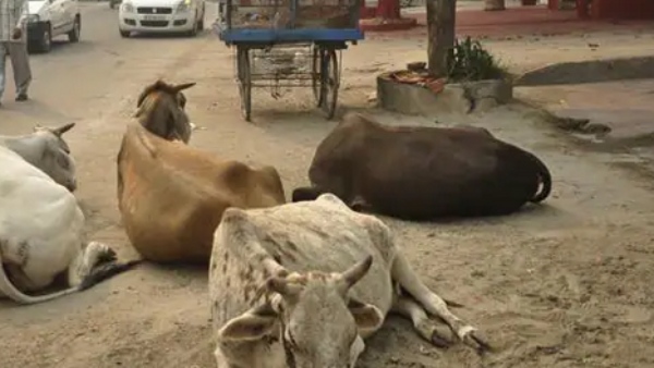 A woman Throws Acid On Cattle That Came To Graze In Near Her House