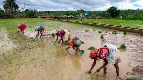 Explore The Job Openings In Dharwad Agriculture University 