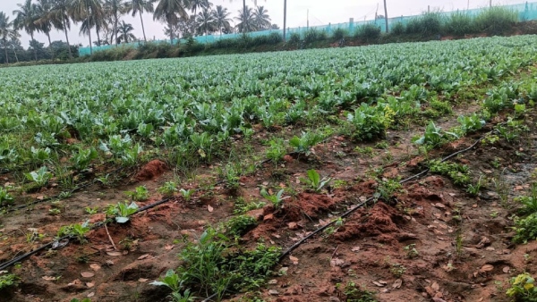Cyclone Michaung: Appropriate Suggestions from Agriculture Experts for Chikkaballapur District Farmers 