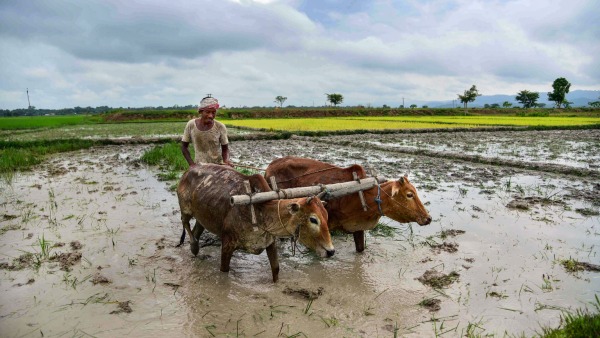 Explore The Job Openings In Dharwad Agriculture University 