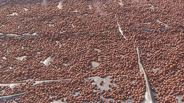 Arecanut price in Davanagere market on december 07, know details