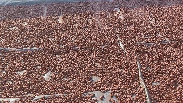 Arecanut price increase in Davanagere market on december 22, know details