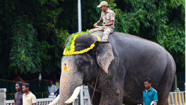 Dasara Elephant Arjuna Mahout Vinod Admitted To Hospital After Wild Tusker Attack On Arjuna