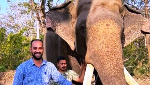 Elephant Arjuna Death: Interesting Story About Dasara Elephant Arjuna