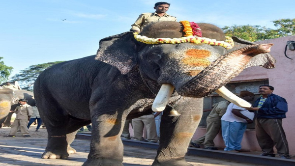 Elephant Arjuna Death: Arjuna Carried Ambari Not Eight But Nine Times Elephant Arjuna Death: Arjuna Carried Ambari Not Eight But Nine Times