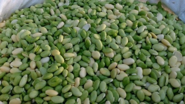 Bengaluru Avare Mela 2024: Avarebele mela Held At National College Grounds From January 5th Bengaluru Avare Mela 2024: Avarebele mela Held At National College Grounds From January 5th