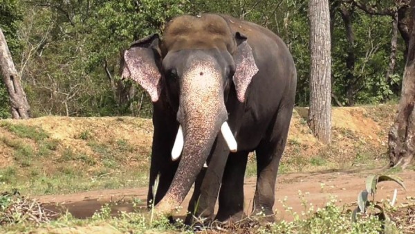 Elephant Arjuna Death: Arjunas Memorial At Balle Elephant Camp Elephant Arjuna Death: Arjunas Memorial At Balle Elephant Camp