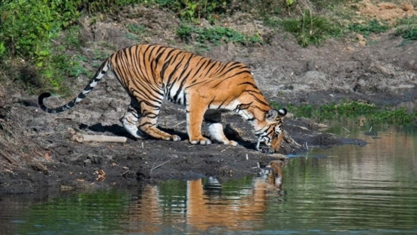Bandipur to Gopalswami Hills: 10 Famous Places to Visit in Chamarajanagar During December