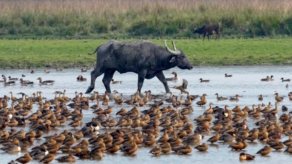 Attention Royal Enfield Owners: Buffalo Colliding with Bullet Rider Video Goes Viral