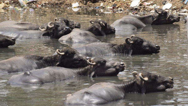 Attention Royal Enfield Owners: Buffalo Colliding with Bullet Rider Video Goes Viral