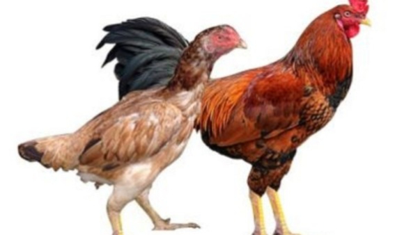 Chicken Sale at discounted price by Congress fan, Why and where?, know details
