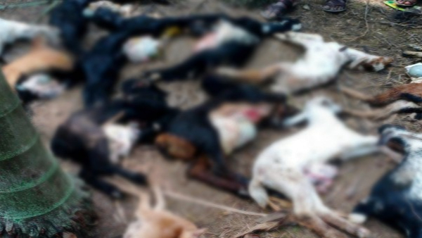 Cheetah Attacked And Killed 14 Goats And 17 Sheep In Chikkamagaluru Cheetah Attacked And Killed 14 Goats And 17 Sheep In Chikkamagaluru