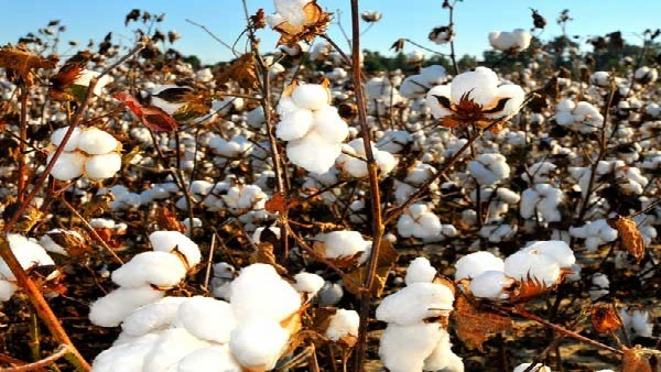 Support price Fixating for cotton: know Statistic details Support price Fixating for cotton: know Statistic details