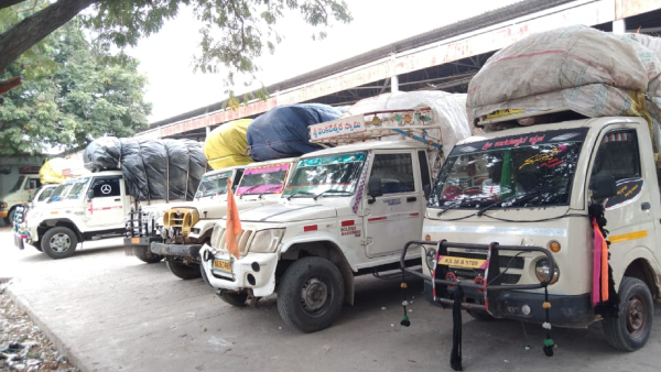 More Complications for Selling Cotton; Farmers distressed by falling prices in raichur