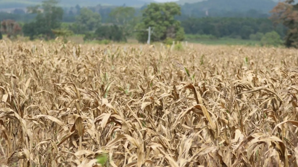 Drought Farmers Requested To Handover Fodder To Goshala