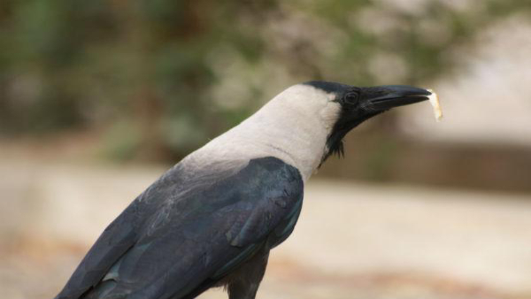 Good and bad omens related to crow in kannada