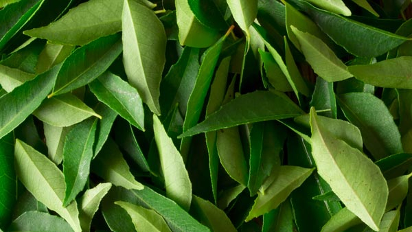 vastu tips best direction to place curry leaf plant for happiness and wealth in kannada