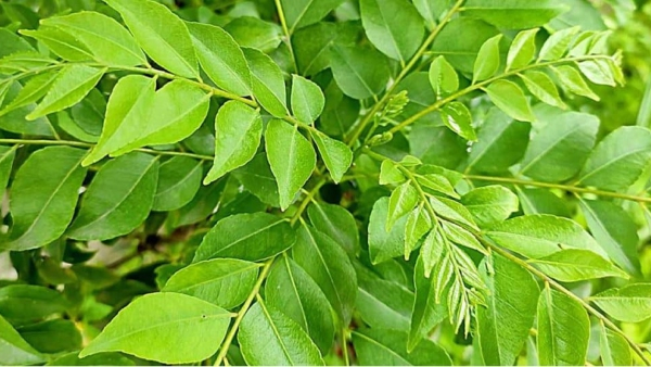 vastu tips best direction to place curry leaf plant for happiness and wealth in kannada