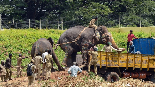 Discover How Elephant Arjuna Death Created Storm In Karnataka