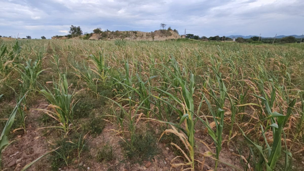 PM Modi Given 250 Million Doller Aid to Kenya Without Providing Karnataka Drought Relief:Siddaramaiah