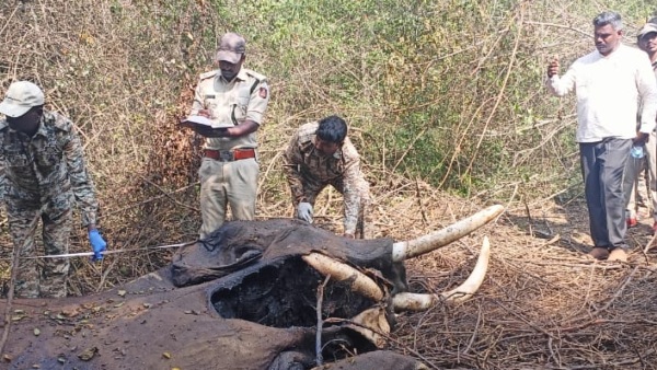 Wild Elephant Death In Bandipur Chamarajanagar