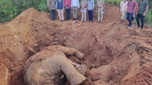 After Elephant Arjuna Death Now Another Case Reported 