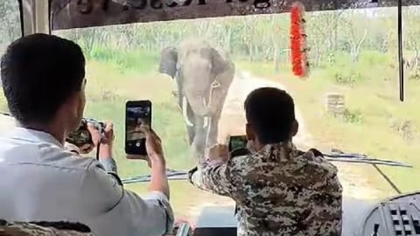 Elephant came to road and stopped Passengers bus during Safari At bandipur, video viral