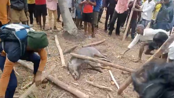Farmer Died Due To Wild Pig Attack At Hassan Farmer Died Due To Wild Pig Attack At Hassan