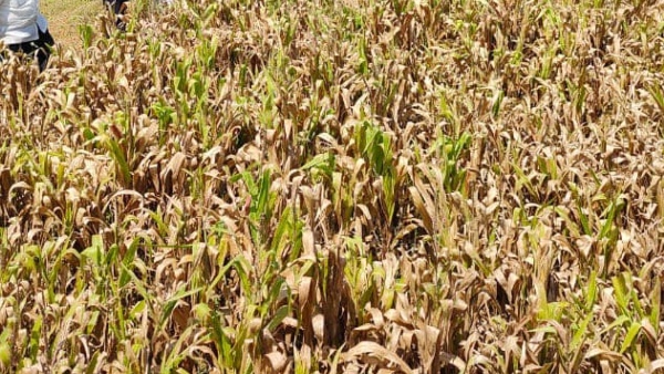 Take Steps For Fruits Id Registration In Drought Hit Taluks 