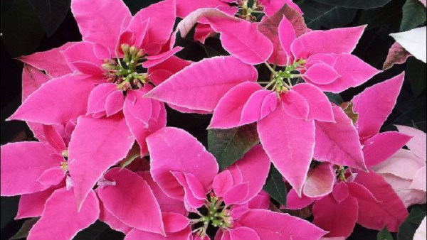 Christmas 2023: Here Is The Special Details About Christmas Flower