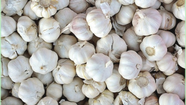 Garlic Price Spike in state Markets: Garlic Maximum Rate Jump till Rs 450 Today Garlic Price Spike in state Markets: Garlic Maximum Rate Jump till Rs 450 Today