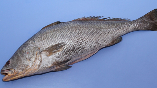 Odisha: Rare Ghol Fish Nets ₹19.50 Lakh for Paradip Fishermen Odisha: Rare Ghol Fish Nets ₹19.50 Lakh for Paradip Fishermen