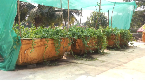 Government School Students Grow Vegetables In School Terrace