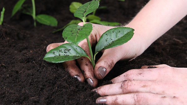 How to grow a plant at home without spending a single rupee?