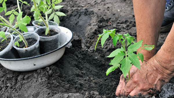How to grow a plant at home without spending a single rupee?