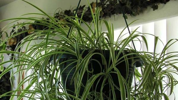 How to grow a plant at home without spending a single rupee?